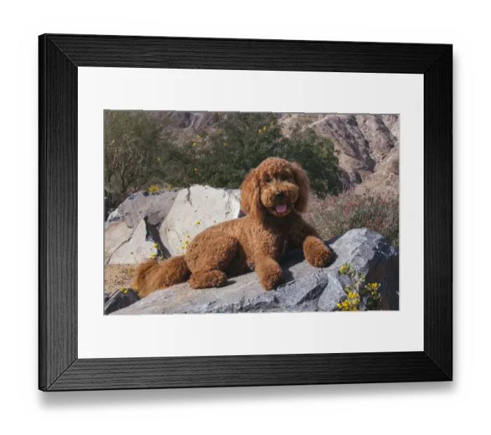 Framed Print : Labradoodle in desert garden