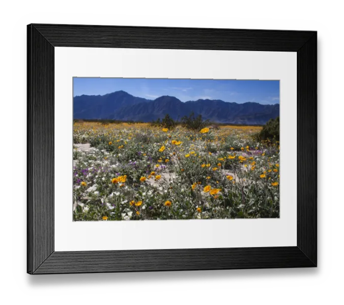Framed Print : Wildflowers, Anza Borrego Desert State Park, California