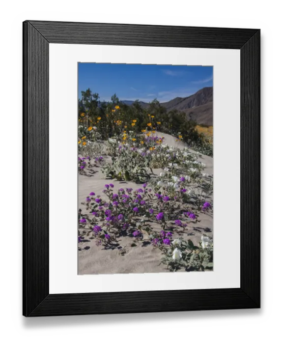 Framed Print : Wildflowers, Anza Borrego Desert State Park, California