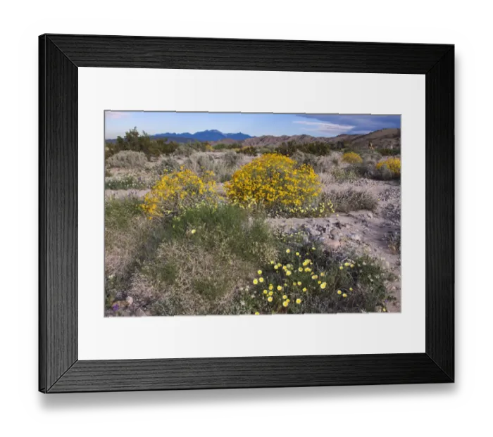 Framed Print : Wildflowers, Coachella Valley, California Framed Print : Wildflowers, Coachella Valley, California