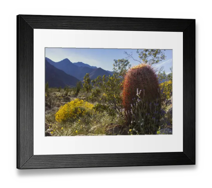 Framed Print : Wildflowers, Anza Borrego Desert State Park, California Framed Print : Wildflowers, Anza Borrego Desert State Park, California