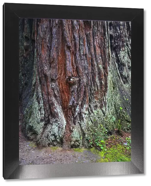 Redwood National Park, base of a giant redwood tree