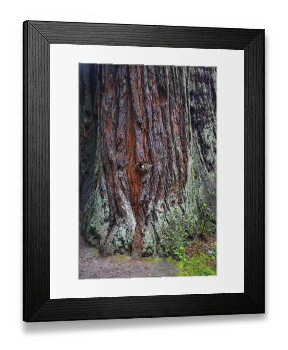 Framed Print : Redwood National Park, base of a giant redwood tree