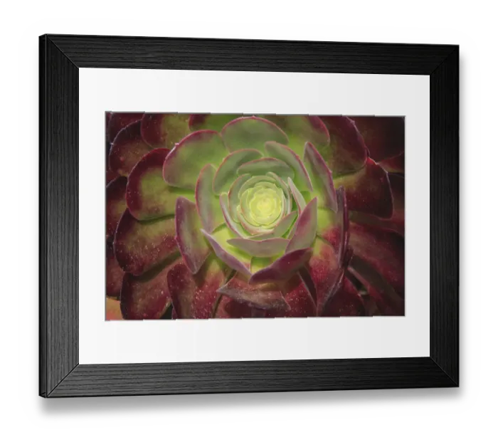 Framed Print : Succulent named prairie sunset or houseleeks