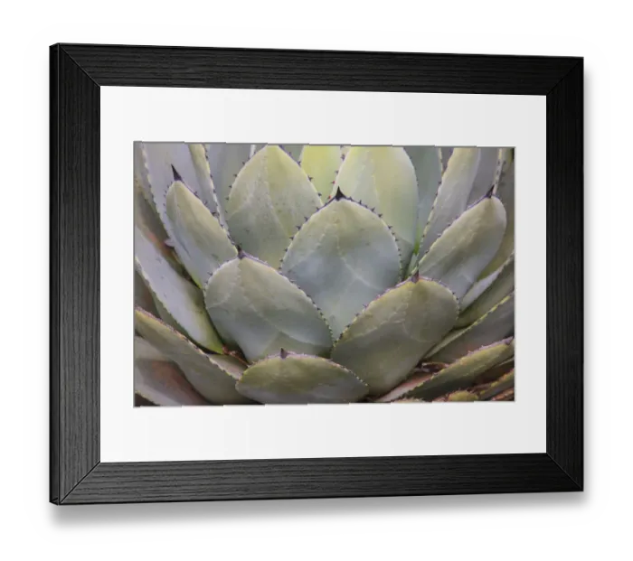 Framed Print : Parrys agave or mescal agave Framed Print : Parrys agave or mescal agave