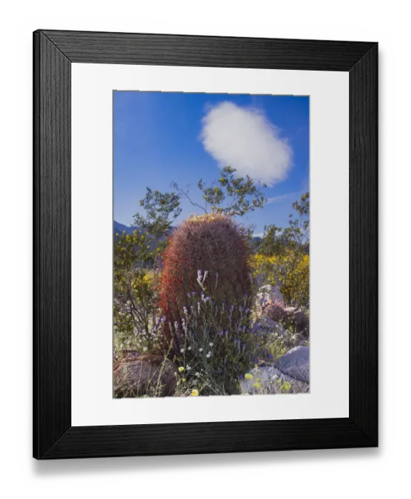 Framed Print : Wildflowers, Anza Borrego Desert State Park, California Framed Print : Wildflowers, Anza Borrego Desert State Park, California