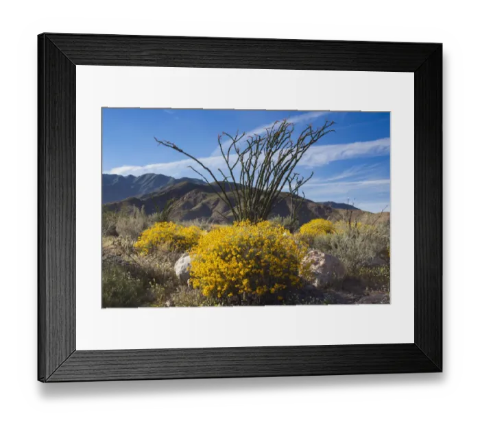 Framed Print : Wildflowers, Anza Borrego Desert State Park, California Framed Print : Wildflowers, Anza Borrego Desert State Park, California