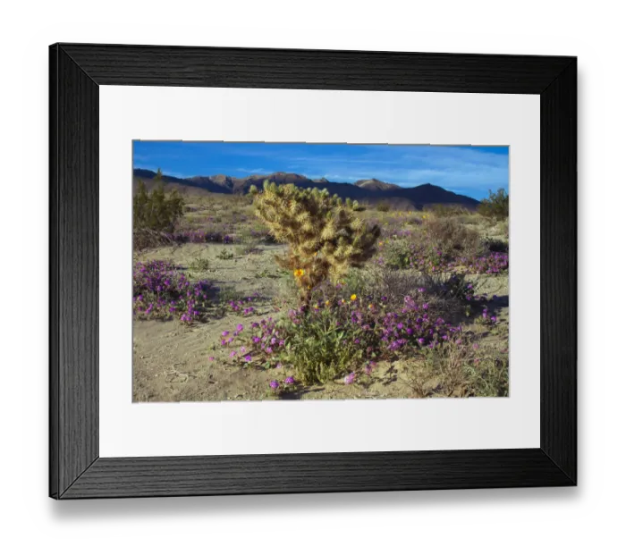 Framed Print : Wildflowers, Anza Borrego Desert State Park, California Framed Print : Wildflowers, Anza Borrego Desert State Park, California