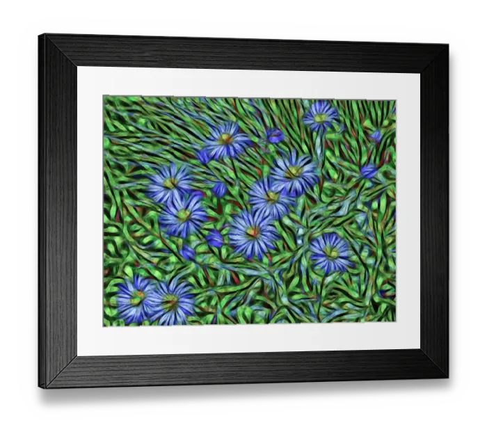Framed Print : USA, Colorado, San Juan Mountains. Abstract photo of showy fleabane flowers. Credit as Framed Print : USA, Colorado, San Juan Mountains. Abstract photo of showy fleabane flowers. Credit as