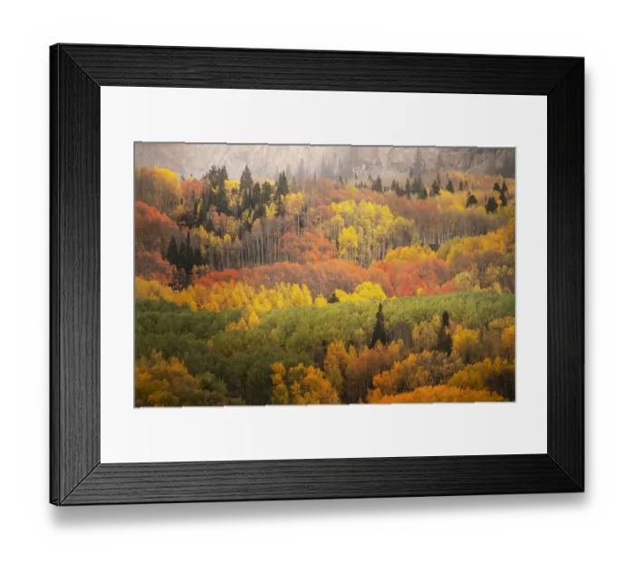 Framed Print : USA, Colorado, Gunnison National Forest. Forest in autumn colors Framed Print : USA, Colorado, Gunnison National Forest. Forest in autumn colors