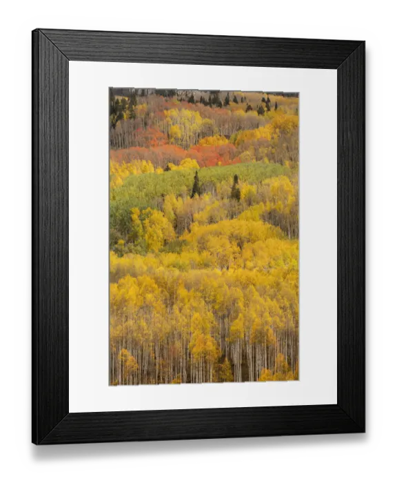 Framed Print : USA, Colorado, Gunnison National Forest. Forest in autumn colors