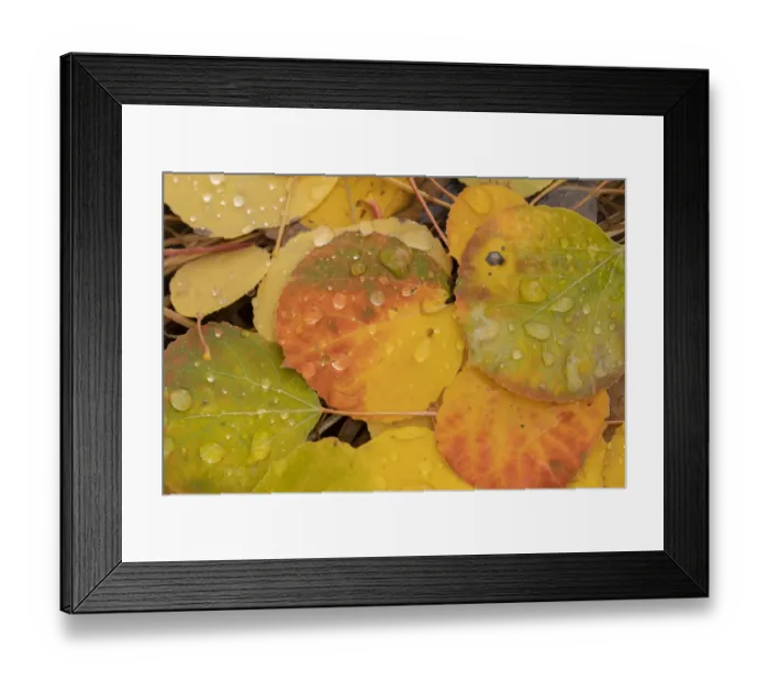 Framed Print : USA, Colorado, Gunnison National Forest. Raindrops on fallen autumn aspen leaves. Credit as