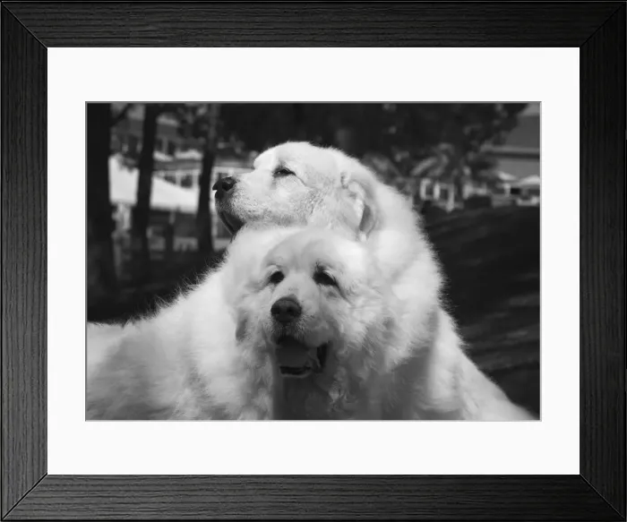 Framed Print : Great Pyrenees at the park
