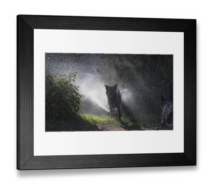 Framed Print : Herding dogs at play in water Framed Print : Herding dogs at play in water