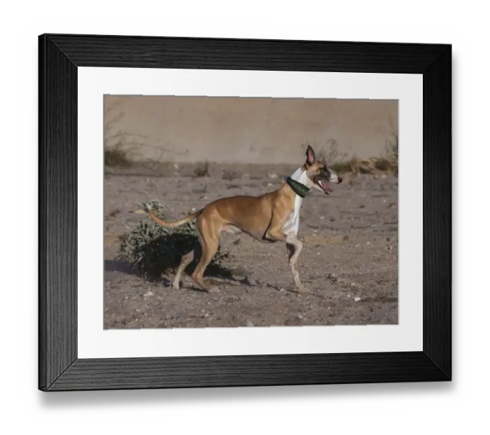Framed Print : Whippets in motion Framed Print : Whippets in motion