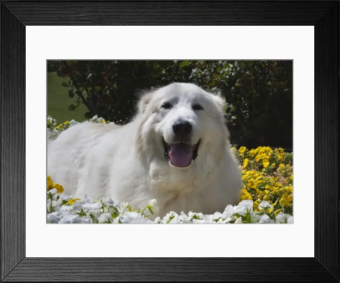 Framed Print : Great Pyrenees in the flowers Framed Print : Great Pyrenees in the flowers
