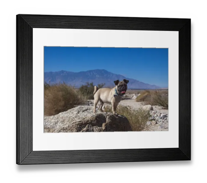Framed Print : Pug puppy in the desert