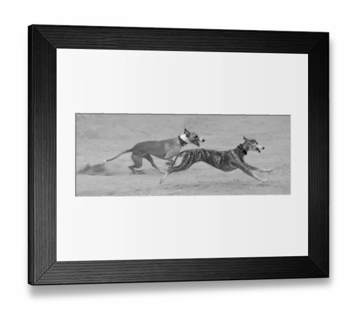 Framed Print : Whippets in motion Framed Print : Whippets in motion