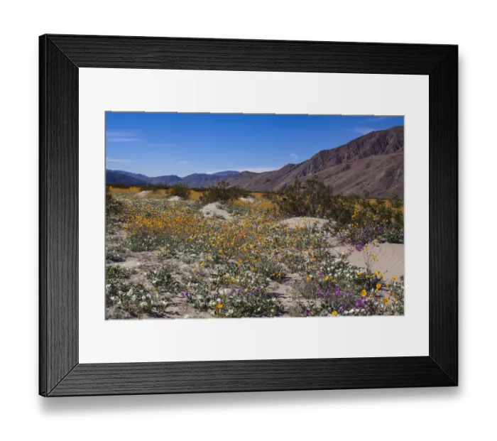 Framed Print : Wildflowers, Anza Borrego Desert State Park, California Framed Print : Wildflowers, Anza Borrego Desert State Park, California