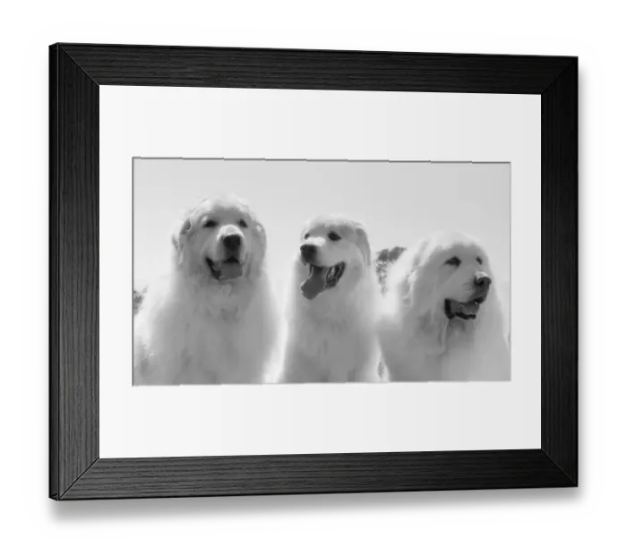 Framed Print : Great Pyrenees at the park