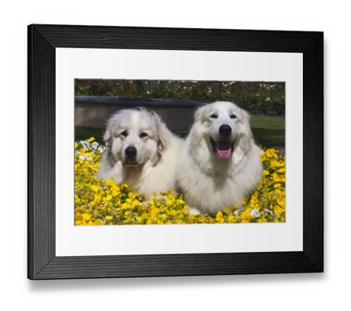 Framed Print : Great Pyrenees in the flowers