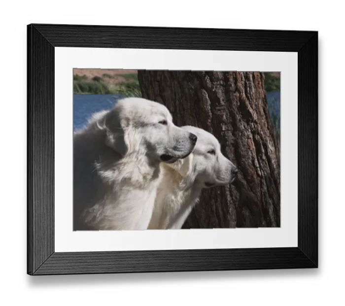Framed Print : Great Pyrenees lakeside