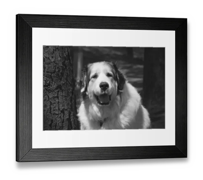 Framed Print : Great Pyrenees at the park