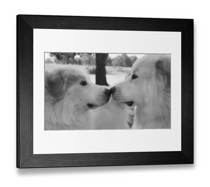 Framed Print : Great Pyrenees eye to eye