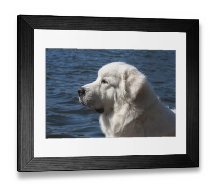 Framed Print : Great Pyrenees lakeside Framed Print : Great Pyrenees lakeside
