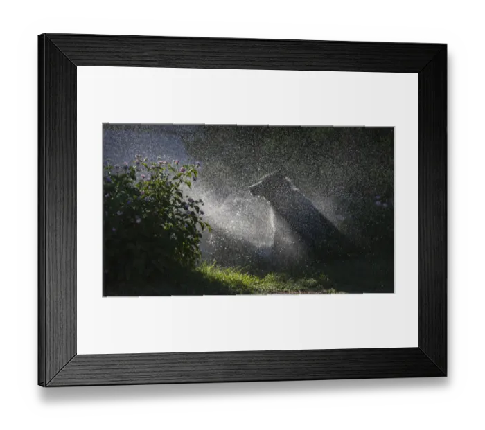 Framed Print : Herding dogs at play in water Framed Print : Herding dogs at play in water