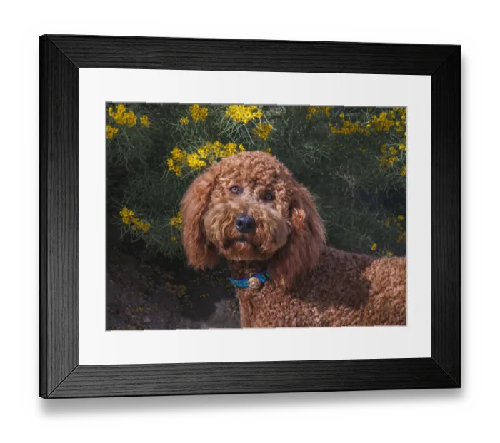 Framed Print : Labradoodle in desert garden