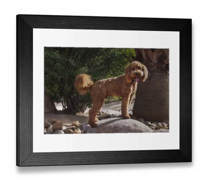 Framed Print : Labradoodle in desert garden