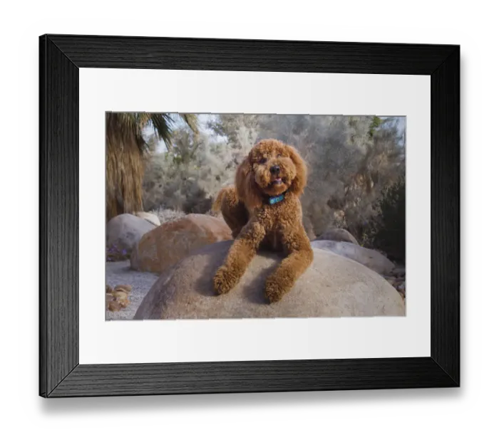 Framed Print : Labradoodle in desert garden Framed Print : Labradoodle in desert garden