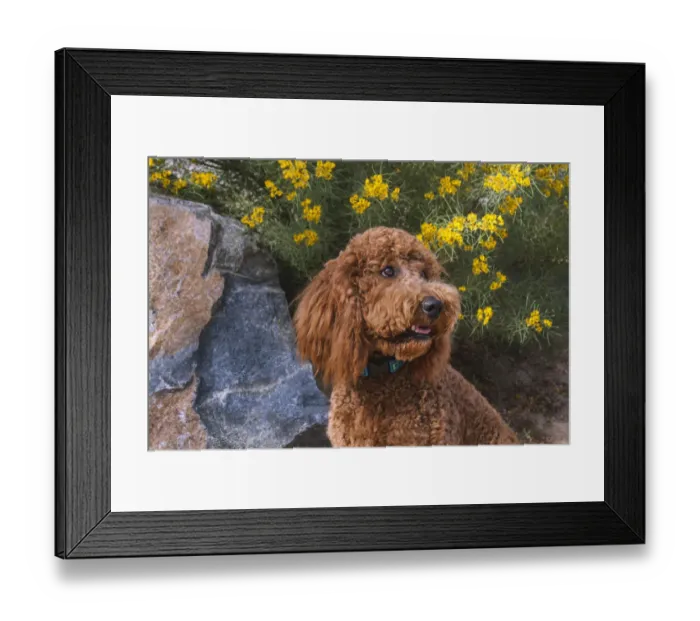 Framed Print : Labradoodle in desert garden