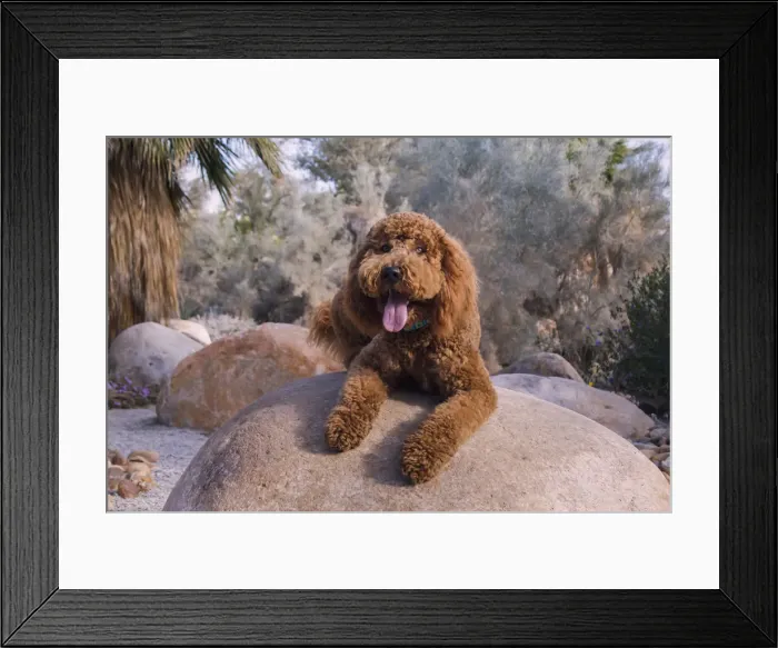 Framed Print : Labradoodle in desert garden