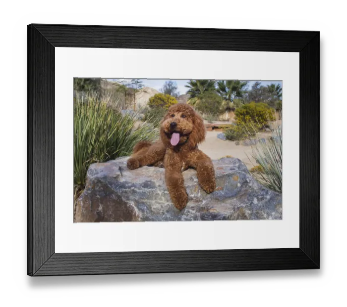 Framed Print : Labradoodle in desert garden Framed Print : Labradoodle in desert garden