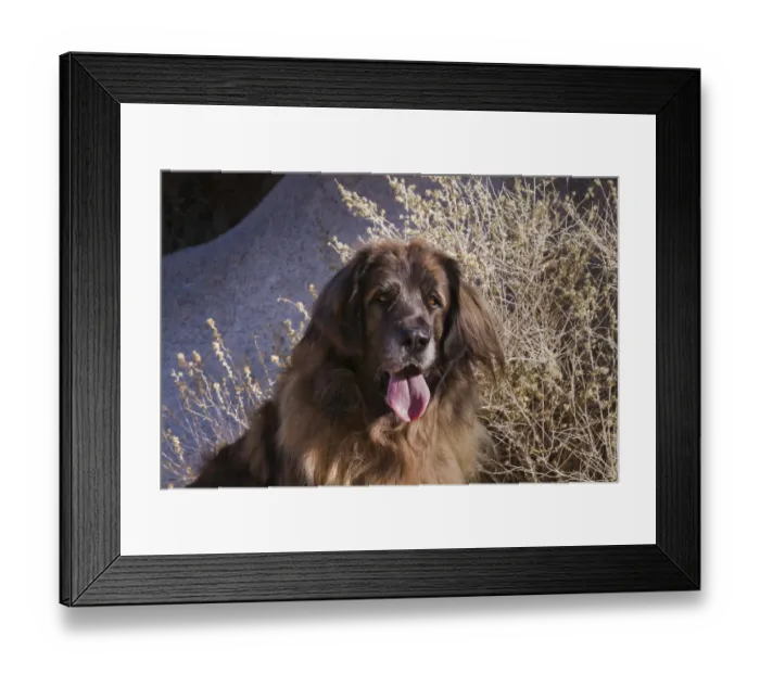 Framed Print : Leonberger on granite boulders Framed Print : Leonberger on granite boulders