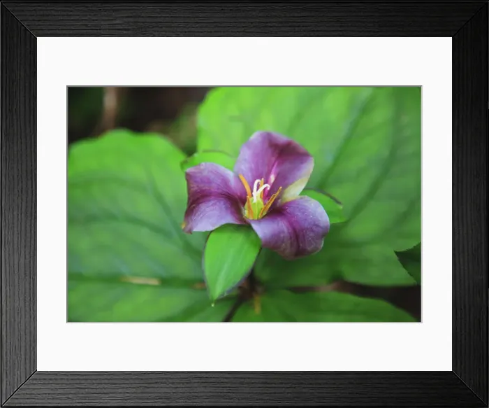 Framed Print : Western white trillium, Redwood National and State Parks, California Framed Print : Western white trillium, Redwood National and State Parks, California