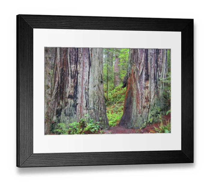 Framed Print : Ancient trees, Lady Bird Grove of the Redwood National Park Framed Print : Ancient trees, Lady Bird Grove of the Redwood National Park