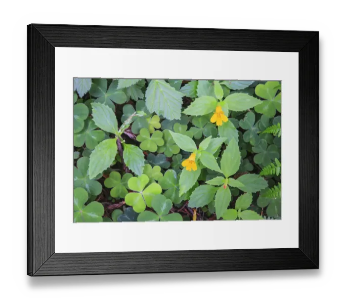 Framed Print : Monkey flowers growing wild in Redwood National Park Framed Print : Monkey flowers growing wild in Redwood National Park