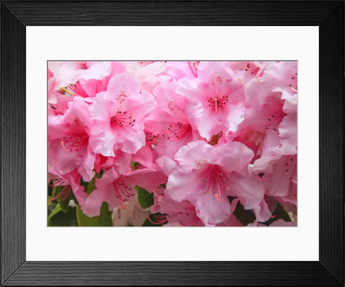 Framed Print : Evergreen azalea blooms in the spring and summer