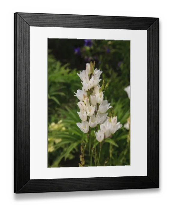 Framed Print : Pasqueflower is an ember of the buttercup family Framed Print : Pasqueflower is an ember of the buttercup family