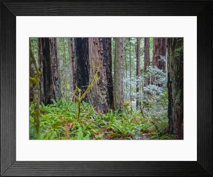 Framed Print : A grove of giant redwoods located in the Lady Bird Johnson Grove of the Redwood National