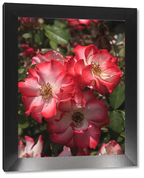Betty Boop rose is a hybrid rose with a moderately fruity aroma