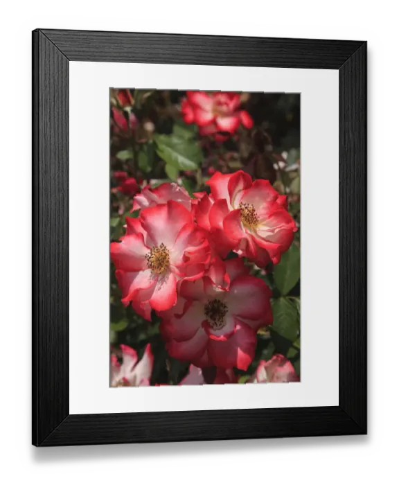 Framed Print : Betty Boop rose is a hybrid rose with a moderately fruity aroma Framed Print : Betty Boop rose is a hybrid rose with a moderately fruity aroma