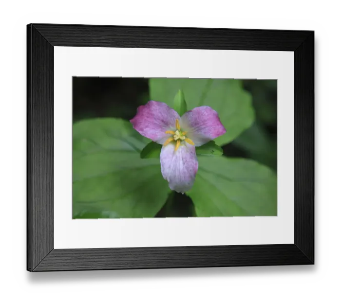 Framed Print : The trillium is a perennial flowering plant native to temperate regions of North America and Asia Framed Print : The trillium is a perennial flowering plant native to temperate regions of North America and Asia