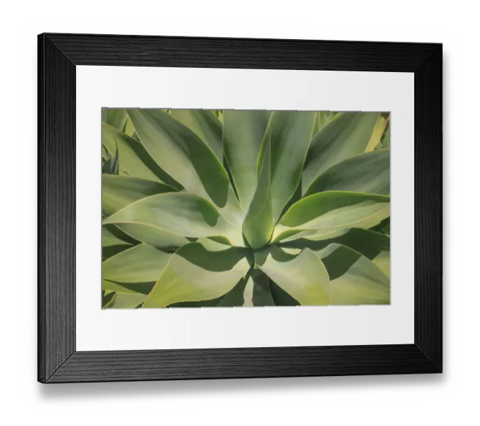 Framed Print : Agave Attenuata, native to Mexico, is often known as the lions tail, swans neck or foxtail Framed Print : Agave Attenuata, native to Mexico, is often known as the lions tail, swans neck or foxtail