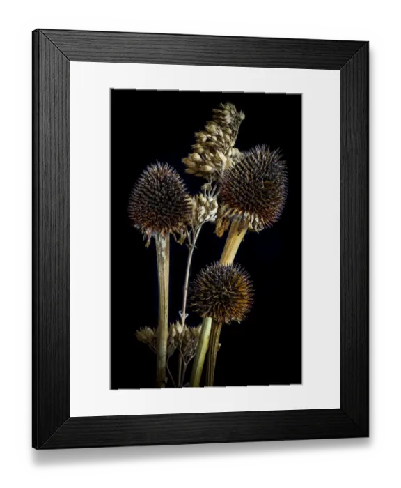 Framed Print : USA, Colorado, Fort Collins. Dried Echinacea plants