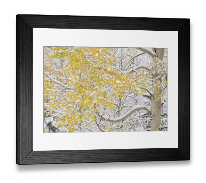 Framed Print : USA, Colorado, White River National Forest. Snow coats aspen trees in winter. Credit as Framed Print : USA, Colorado, White River National Forest. Snow coats aspen trees in winter. Credit as