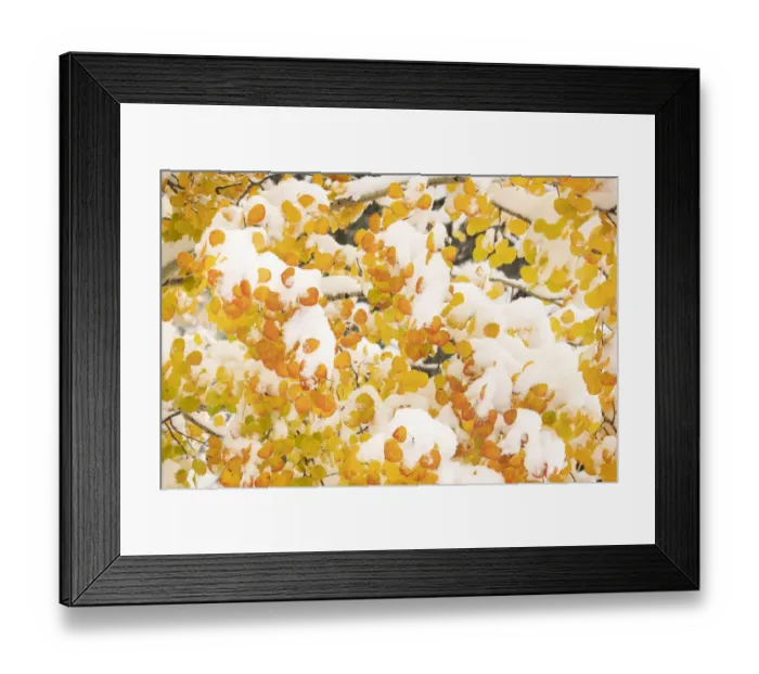 Framed Print : USA, Colorado, White River National Forest. Snow coats aspen trees in winter. Credit as Framed Print : USA, Colorado, White River National Forest. Snow coats aspen trees in winter. Credit as
